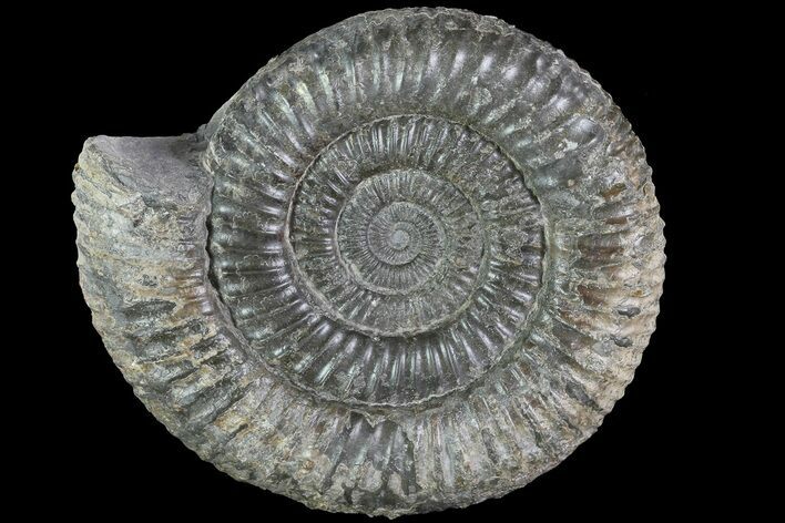 Dactylioceras Ammonite Fossil - England #84923
